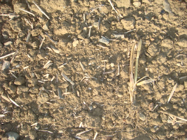 Strohrest Vorjahr  und Strohhalm heuer zum Vergleich.JPG