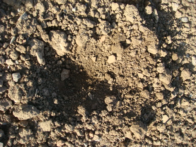 Oben grob und unten fein so soll das Rapssaatbeet sein.JPG