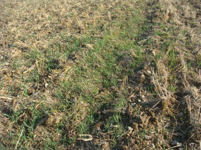 Ausfallweizen auf Grubber-Land.JPG