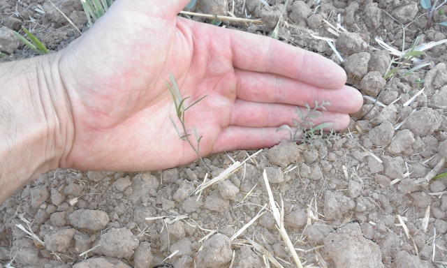 IMG-20150811-WA0033 (640x384).jpg