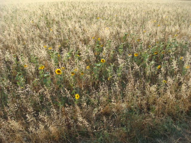 Bio Sonnenblumen und Flughafer.JPG
