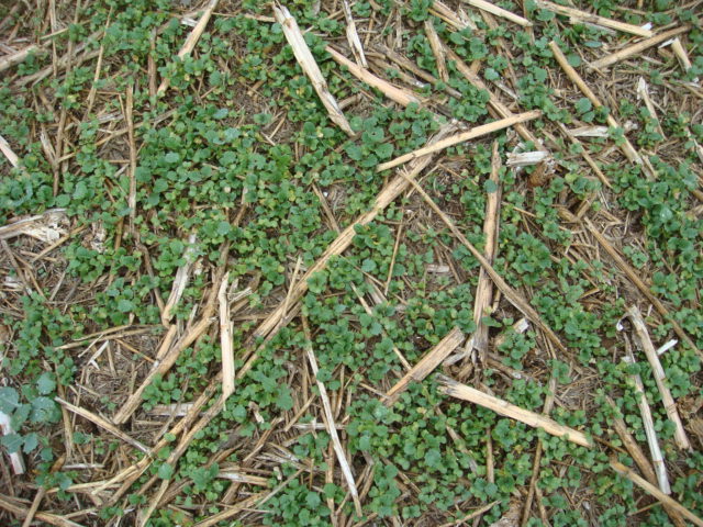 Gewalzter Altrapsbestand.JPG