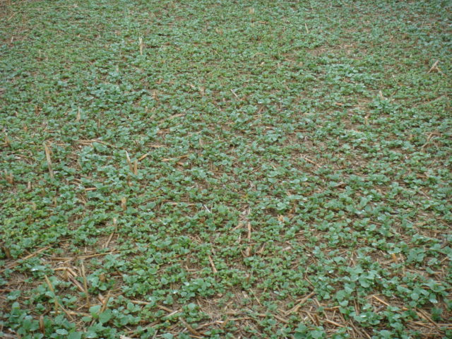 Gemulcht und gewalzte Altrapsfläche.JPG