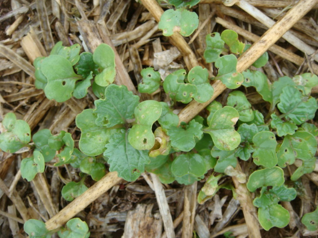 Ausfallraps für Erdfloh und Kohlfliege.JPG