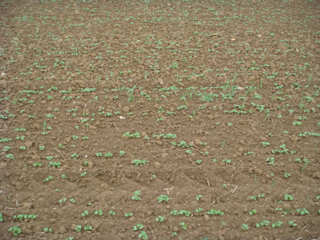 Pflug-Raps Adriana zu Herbstbeginn.JPG