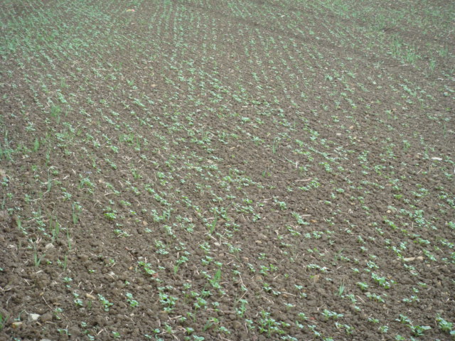 Pflugraps Arabella zu Herbstbeginn.JPG