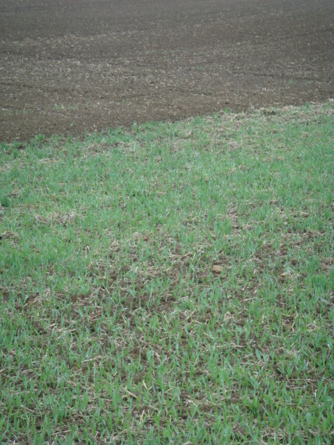 Pflugraps oben Grubberraps unten.JPG