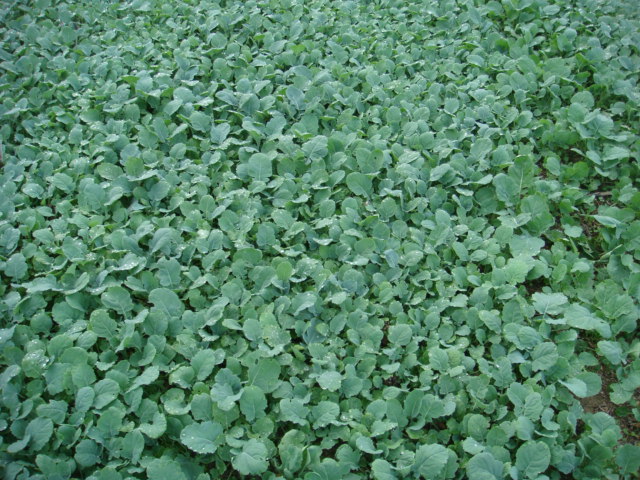 Adriana Zwischenfrucht.JPG