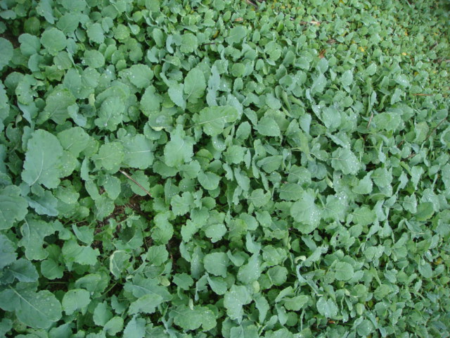 Ausfallraps als Zwischenfrucht.JPG