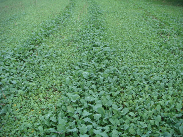 Ausfallraps zum Herbstbeginn.JPG