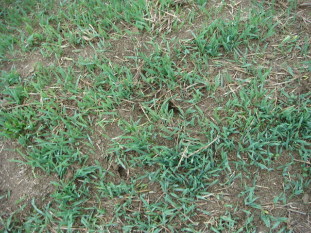 Feldmäuse im Grubber-Raps.JPG