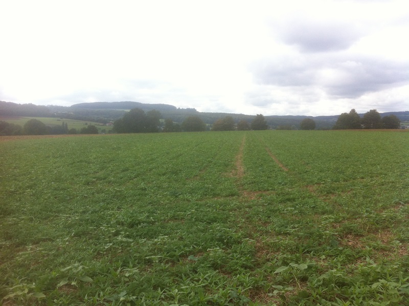 30.8 Zwischenfrucht 1.JPG