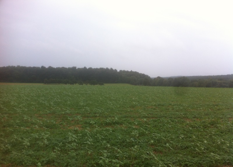 30.8 Zwischenfrucht 2.JPG