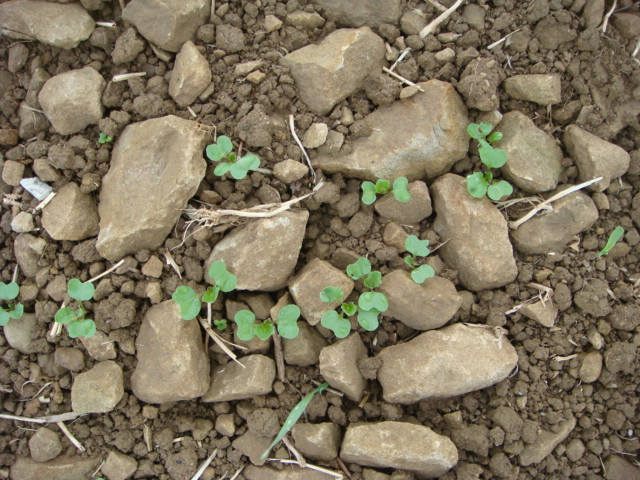 Steinraps Nbr. 3.JPG