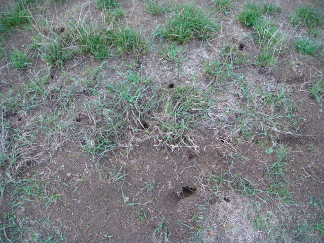 Wegrain mit Mäuselöchern.JPG