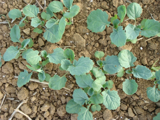 Pflugraps Detail 5.9.15.JPG