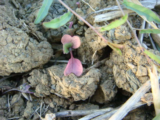 Grupper-Raps Detail 5.9.2015.JPG