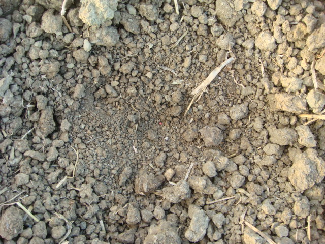 Raps keimt nicht wegen Trockenheit.JPG