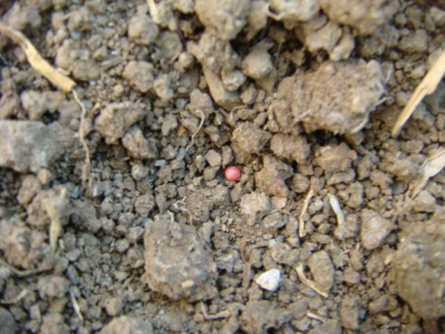 Rapskorn im trockenen Saatbeet.JPG