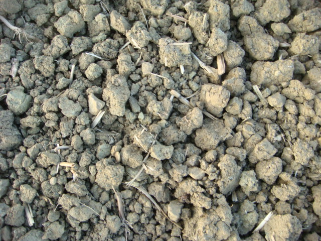 Vor drei Wochen mit Raps eingesät.JPG