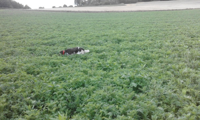 20150916_184159 (640x384).jpg