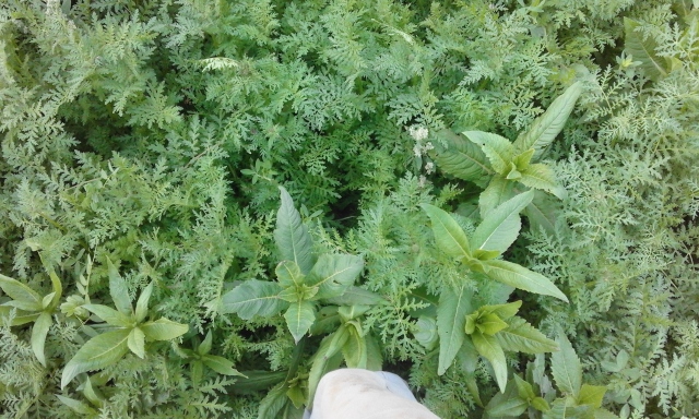 20150916_184155 (640x384).jpg