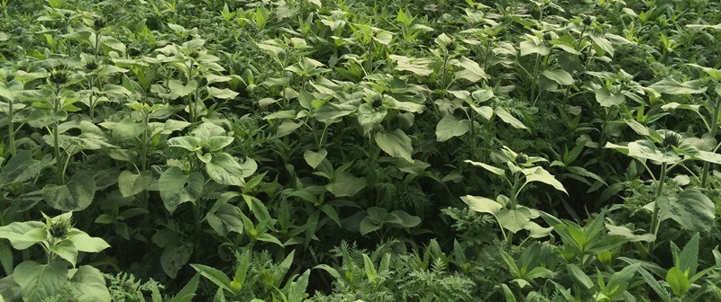 Zwischenfrucht 3.JPG