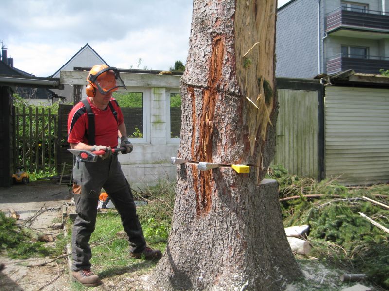 Fichte Blitzschlag 07.jpg