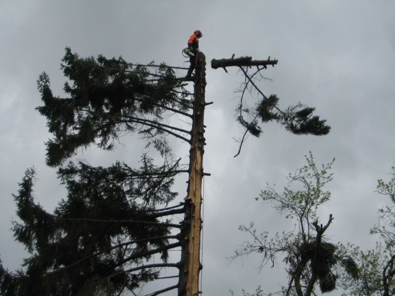 Fichte Blitzschlag 05.jpg