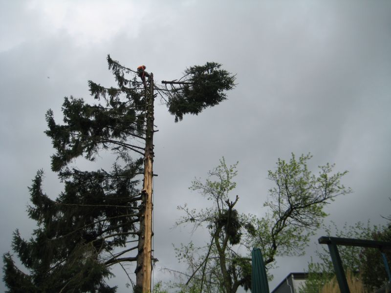 Fichte Blitzschlag 04.jpg