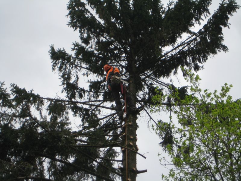 Fichte Blitzschlag 02.jpg