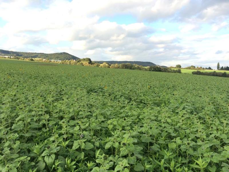 Zwischenfrucht ideal 1.jpg