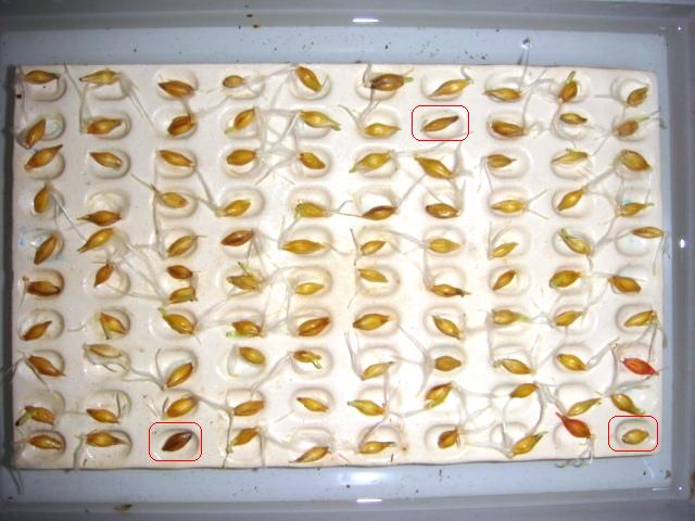 Keimprobe Nachbau Highlight.JPG