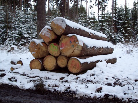 Starkholz 005.jpg