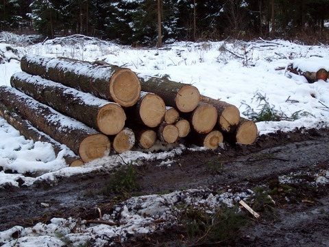 Starkholz 006.jpg