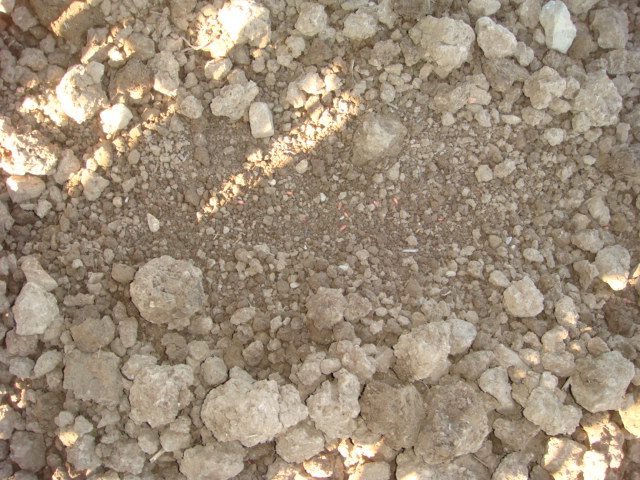 Winterweizen im feinkrümeligen Saatbett.JPG