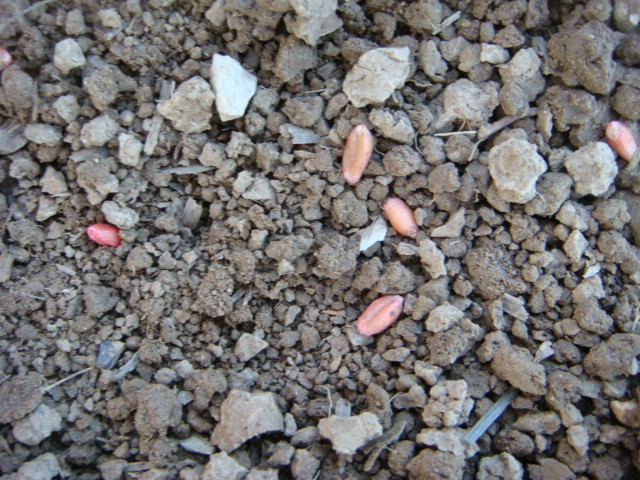 Weizen im Saatbeet.JPG