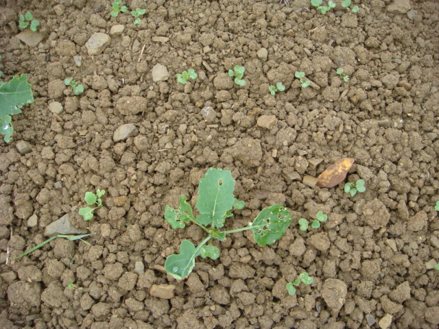 Rapsnachsaat 4.10..JPG