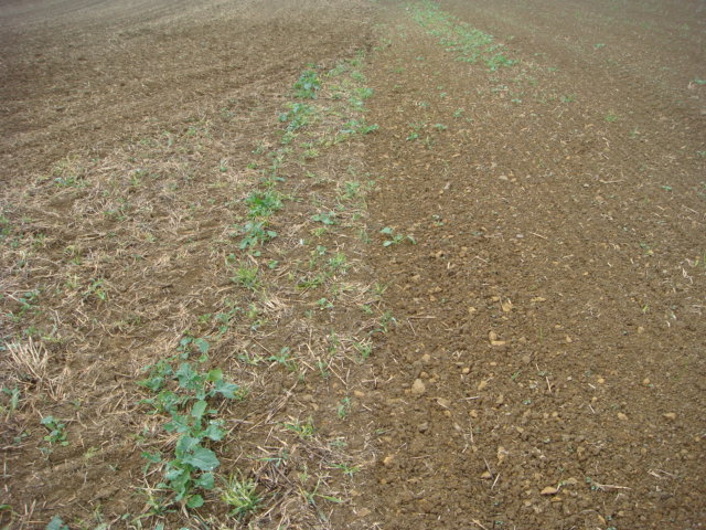 Grubberraps links tlws umgebrochen Pflugraps Nachsaat rechts.JPG