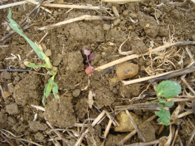 Grubber-Raps RIP.JPG