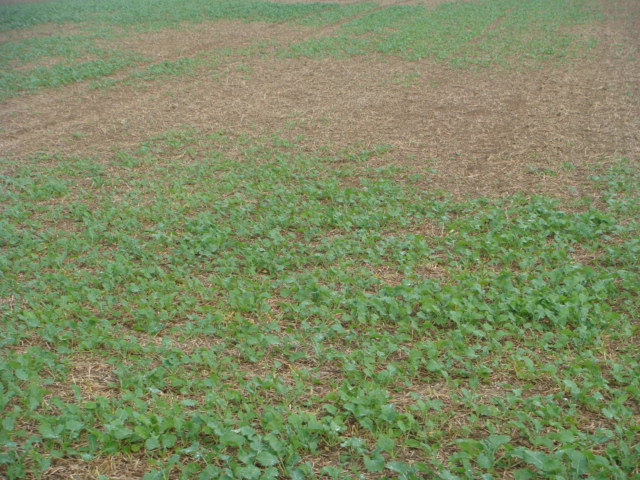 Grubber-Raps mit Mäuseschaden.JPG