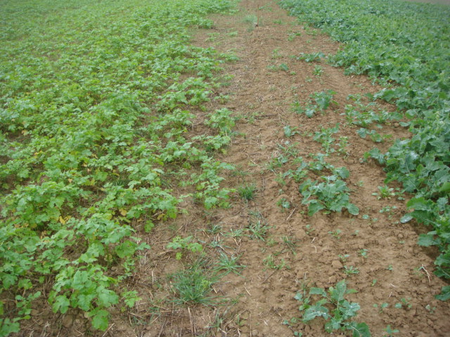 Gegrubberte Bio-Zwischenfrucht mit Mäusen durchseucht.JPG