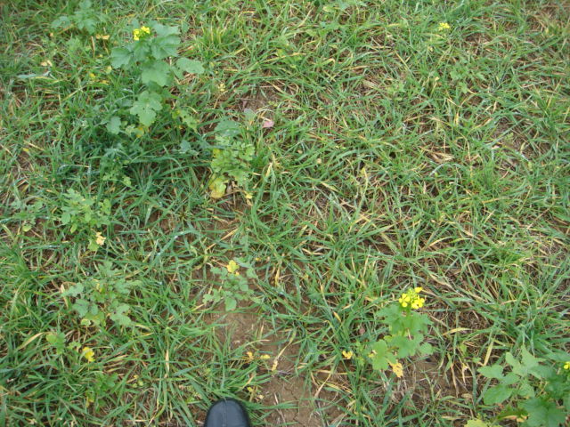 Zwischenfrucht Senf nach Wintergerste.JPG