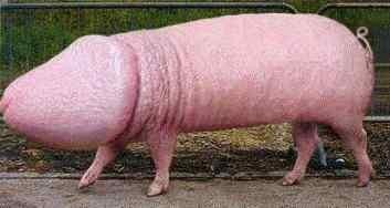 Männliches Schwein.jpg