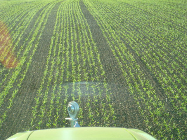 Wintergerste Highlight.JPG