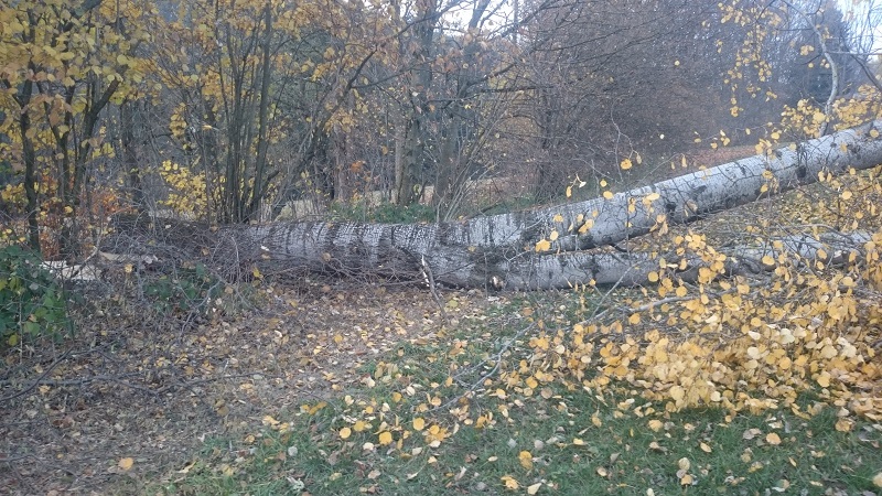 Herbst 2015 (10).JPG