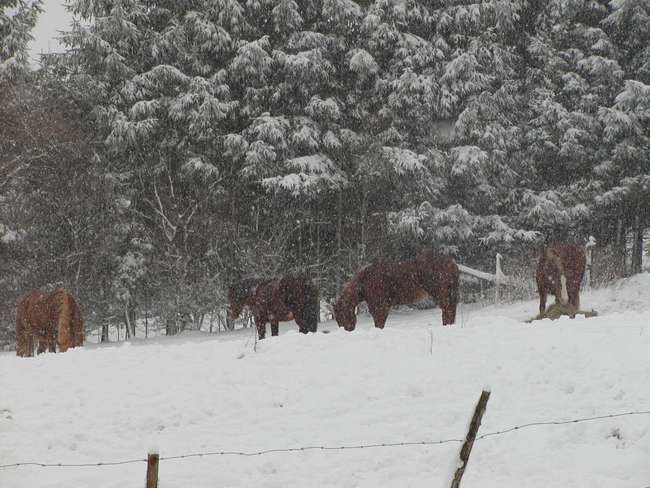 Pferde im Schneetreiben.jpg