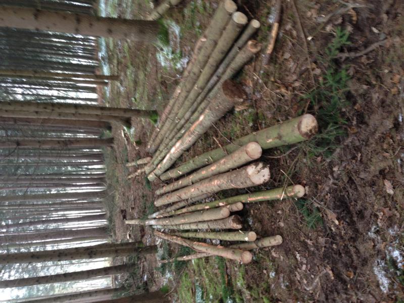 291115_Schwachholz (1).JPG