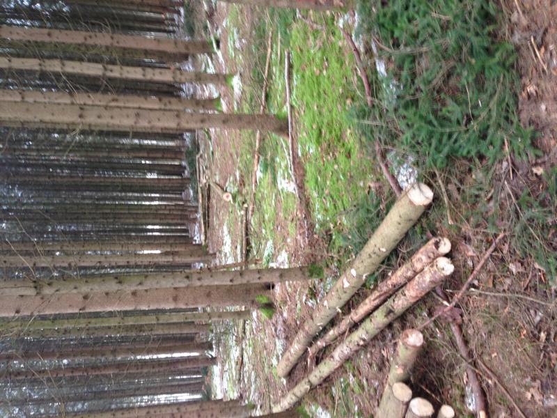 291115_Schwachholz (2).JPG