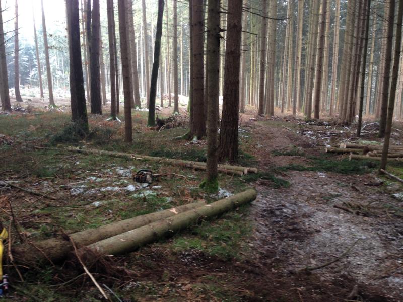 291115_Schwachholz (3).JPG